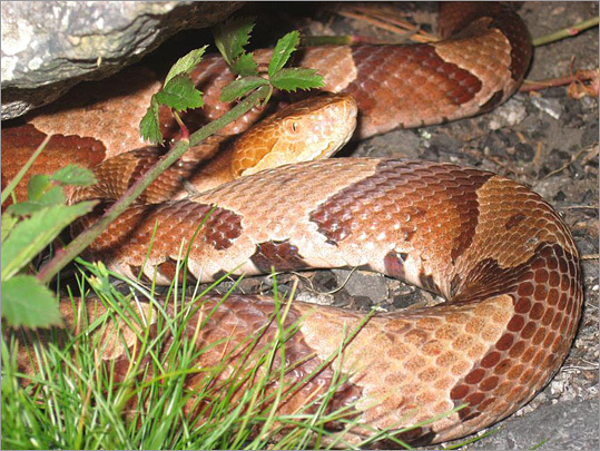 Rare snakes strive to survive in the Blue Hills - Boston.com